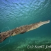 crocodile_american_chiq_jar_h_0582_cub2740.jpg